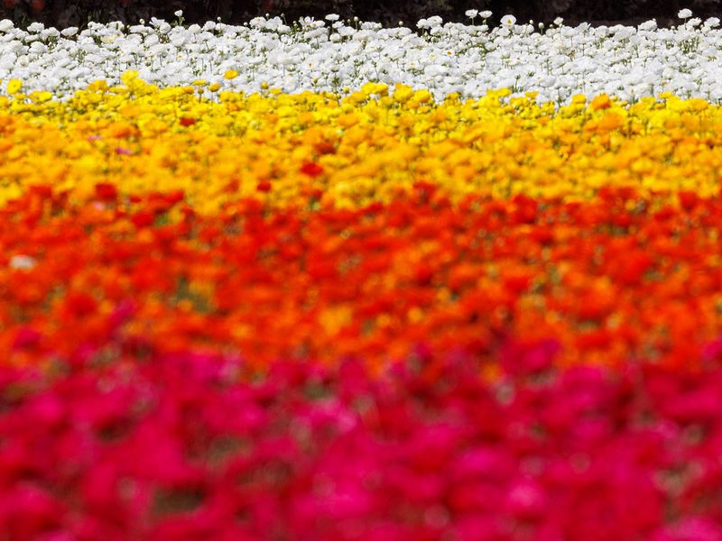 Flower fields of Carlsbad -  gallery