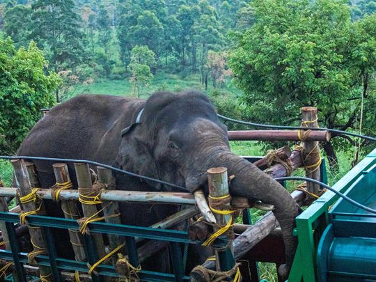 Elephant Arikomban Kerala 