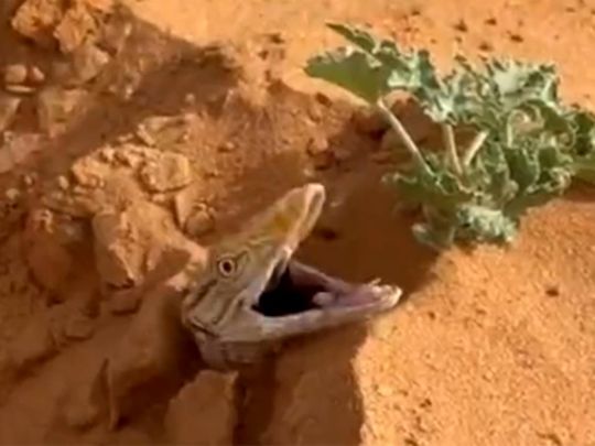 Viral video: Emotional rescue mission of a monitor lizard trapped in wet sand in Saudi Arabia