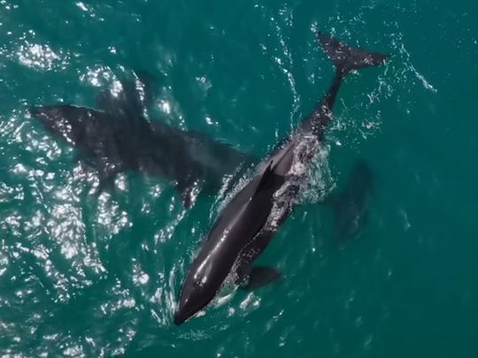 killer-whales-spotted-off-Abu-Dhabi-coast-on-may-9-screengrab-from-EAD-instagram-1683713424078