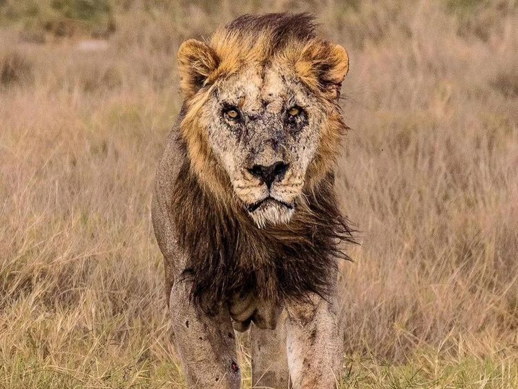 Six more lions speared to death by Kenyan herders just days after