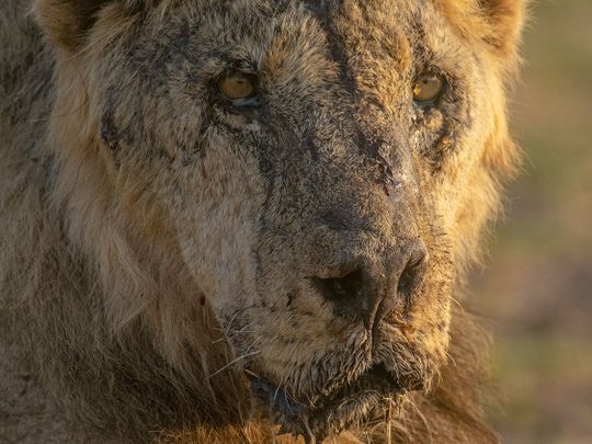 This photo provided by Lion Guardians shows the male lion named 