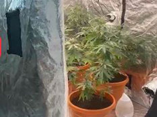 Asiáticos arrestados en Sharjah por cultivar plantas de narcóticos en casa