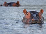 20230516 hippopotamus