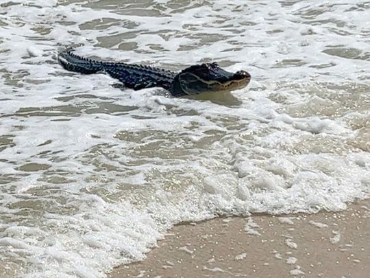 An alligator swims up to the beach on Dauphin Island