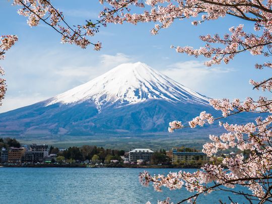 Mount Fuji with cherry blossom at Lake kawaguchiko in Japan. 