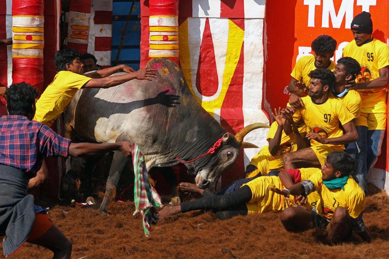 jallikattu-1684404012658