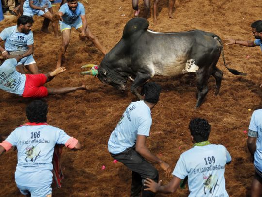 jallikattu1-1684404015392