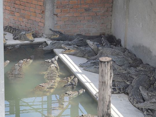 Crocodiles rest at a reptile farm in Siem Reap