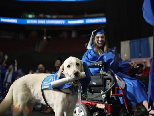 A service dog is now a proud university graduate