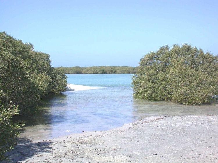 mangroves-in-AD-pic-by-WAM-1685443608339