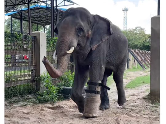 Chhouk is the first elephant in Cambodia to receive a prosthesis