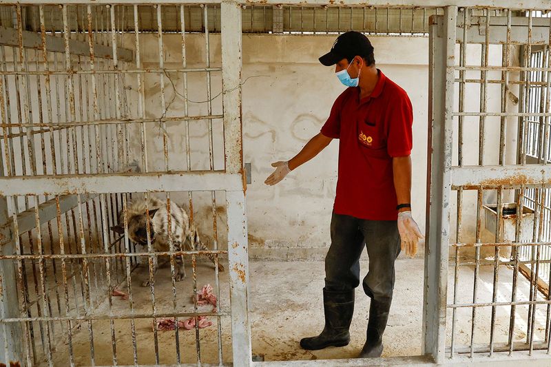 A Palestinian worker feeds a hyena at NAMA Zoo in Gaza June 1, 2023. 