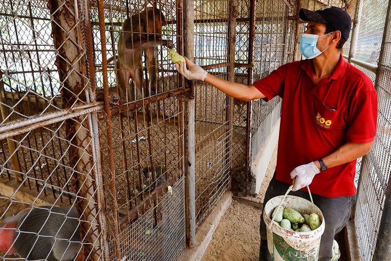 A Palestinian worker feeds a monkey at NAMA Zoo in Gaza June 1, 2023.