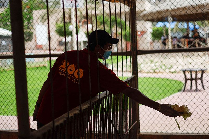A Palestinian worker feeds animals at NAMA Zoo in Gaza June 1, 2023. 