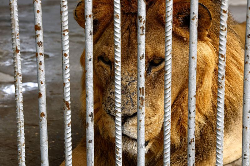 A lion is seen inside an enclosure at NAMA Zoo in Gaza June 1, 2023.