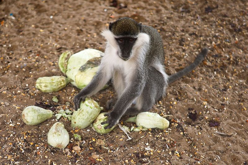 A monkey is seen at NAMA Zoo in Gaza June 1, 2023. 