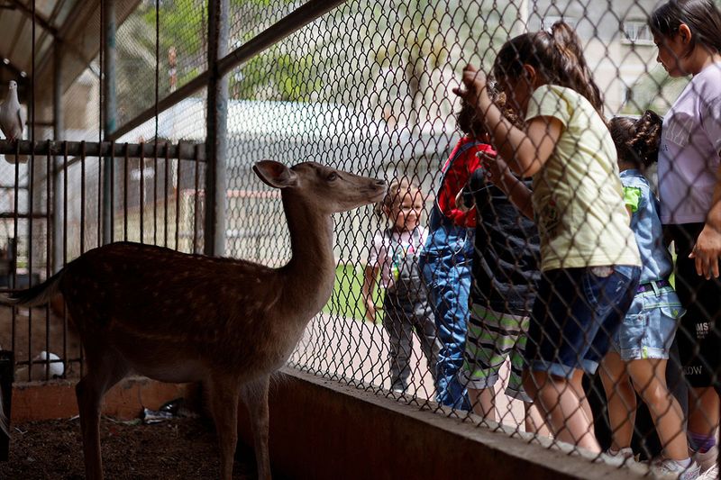 Palestinian children look at a deer at NAMA Zoo in Gaza June 1, 2023. 