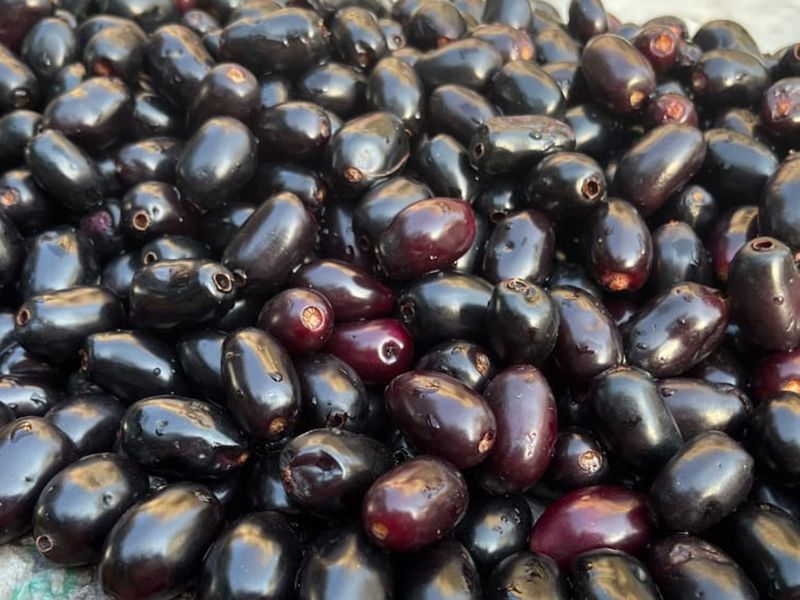 Jamun is a summer fruit in South Asian countries like India, Nepal and Sri Lanka