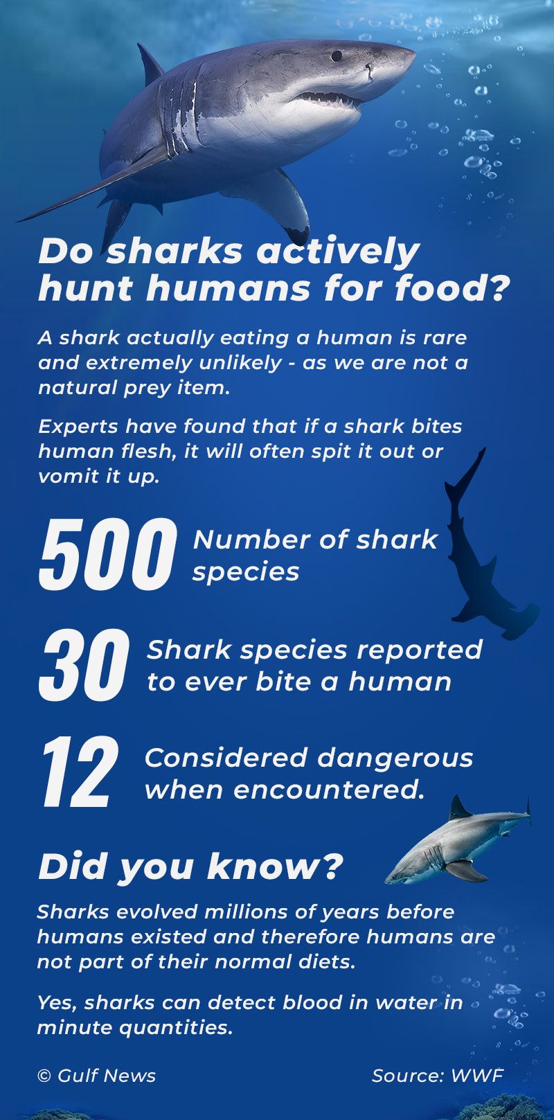 Sharks actively hunt humans for food
