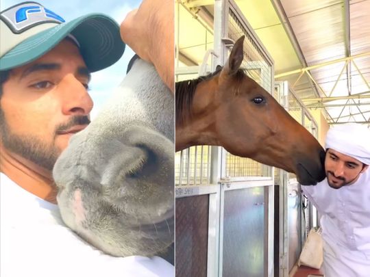 Horse nibbles on Sheikh Hamdan’s shoulder