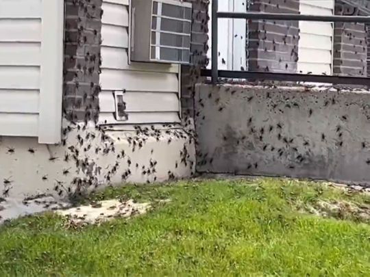 Millions of Mormon crickets are swarming the town of Elko, covering roads and houses