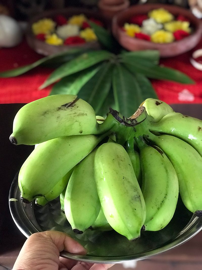 Green Bananas from plantain trees in our garden 