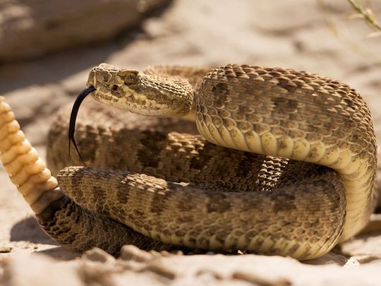 rattlesnake 