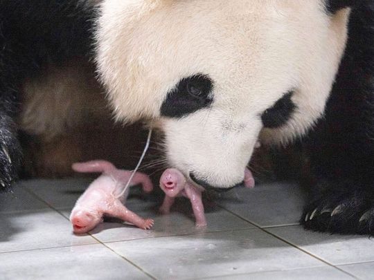 Giant panda Ai Bao and her twin cubs 
