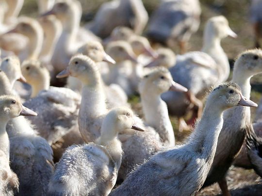 WHO concerned bird flu might adapt to humans 'more easily'