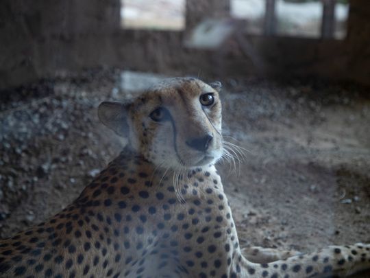Arabia's Wildlife centre Arabian Wildlife centre arabian leopard sharjah desert park