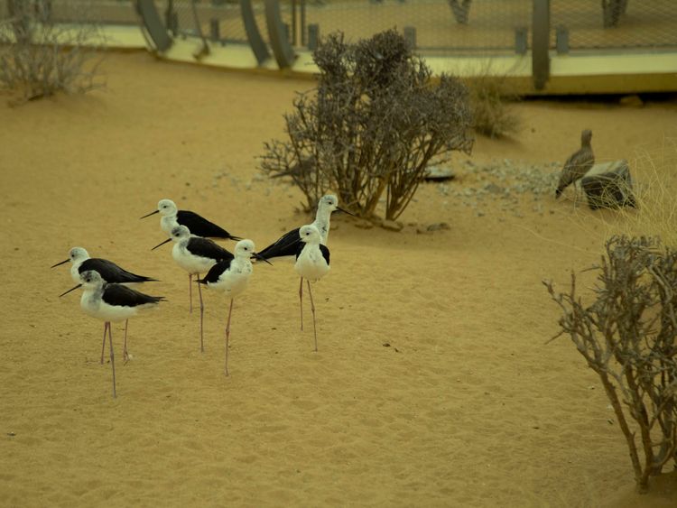 Arabia's Wildlife centre Arabian wildlife centre sharjah desert park