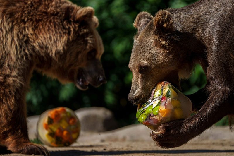 A bear eats frozen fruits on a hot and sunny day at the Madrid Zoo, Spain, Thursday, July 13, 2023.