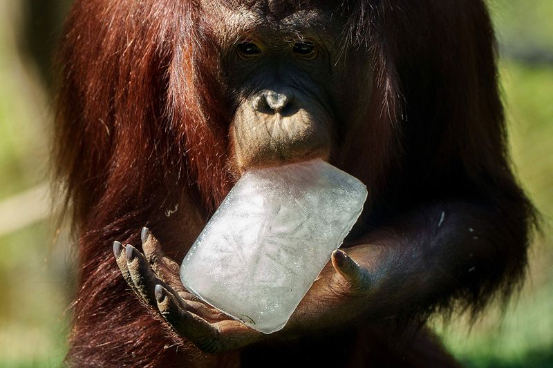 An orangutan licks a treat on a hot and sunny day at the Madrid Zoo, Spain, Thursday, July 13, 2023. 