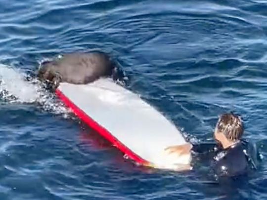 This image shows an encounter between a female otter and a surfer off the coast of Santa Cruz, California.  