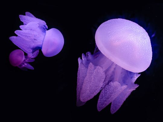 National Aquarium abu dhabi jellyfish blue blubber