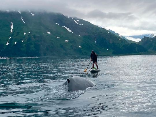 In this photo provided by Brian Williams, a whale approaches his father, Kevin Williams, while he was paddleboarding in Prince William Sound near Whittier, Alaska.  