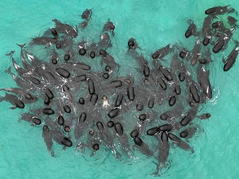 A pod of long-finned pilot whales 
