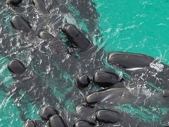 A pod of long-finned pilot whales gather closely near Cheynes Beach east of Albany, Australia, on Tuesday, July 25, 2023. 