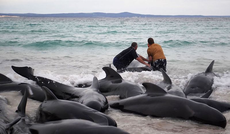 Locals attempting to rescue pilot whales stranded at Cheynes Beach near Albany, in Western Australia. 