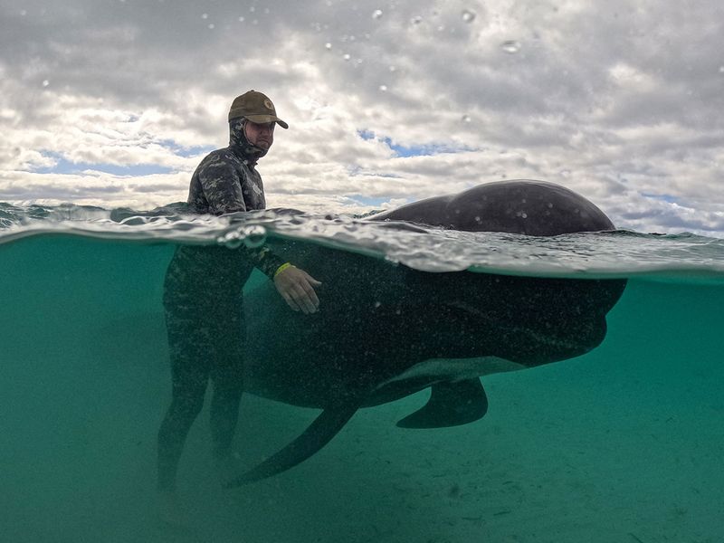 A volunteer working to keep a long-finned pilot whale alive 