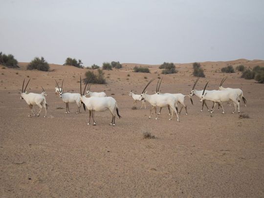 The protected area helped bring the Arabian Oryx back from the brink of extinction