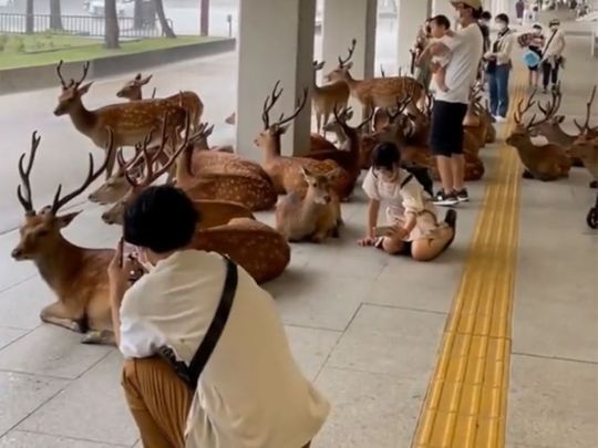 Viral video: Deer take shelter from rain in Japan’s Nara
