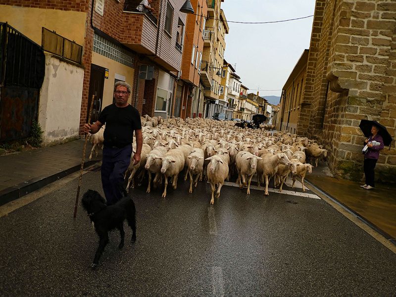 Spain_Livestock_Ritual_Photo_Gallery_13992--43cca