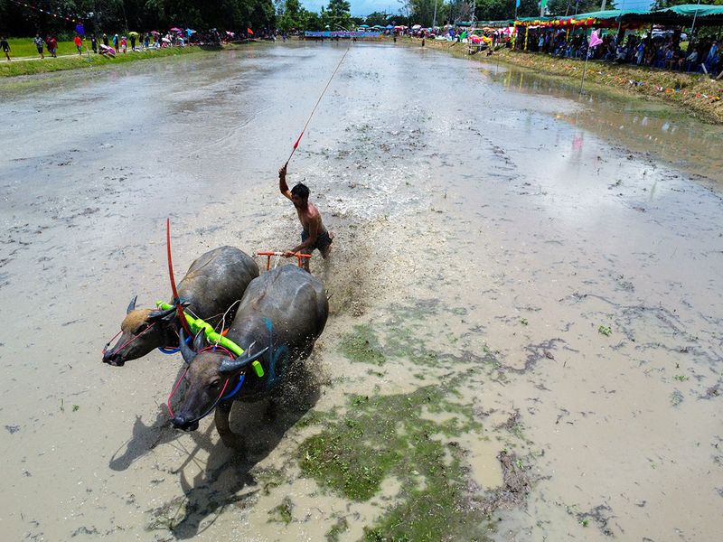 Thai buffalo race marks start of rice growing season