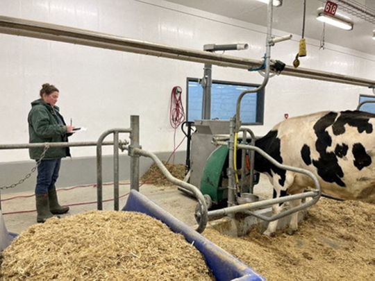 Research technician Gail Ritchie conducts methane testing on a cow at the Ontario Dairy Research Centre in Elora, Ontario, Canada. 