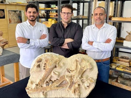 Egyptian scientists unearth fossil of 41m-year-old miniature whale