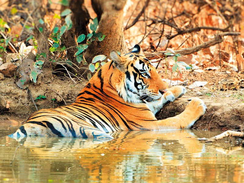 SU_230815_India-Tourism-Panna-Tiger-Reserve-FOR-WEB