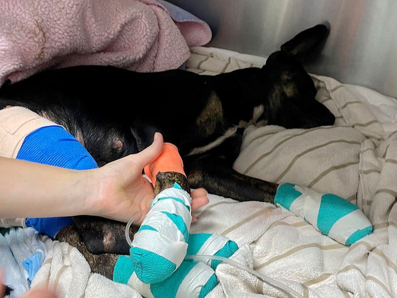 This photo provided by Maui Humane Society shows an injured dog is treated at Maui Humane Society in Lahaina, Hawaii.  The Maui Humane Society is treating dogs, cats, chickens, pigs and other animals that were badly burned while fleeing the wildfires.  