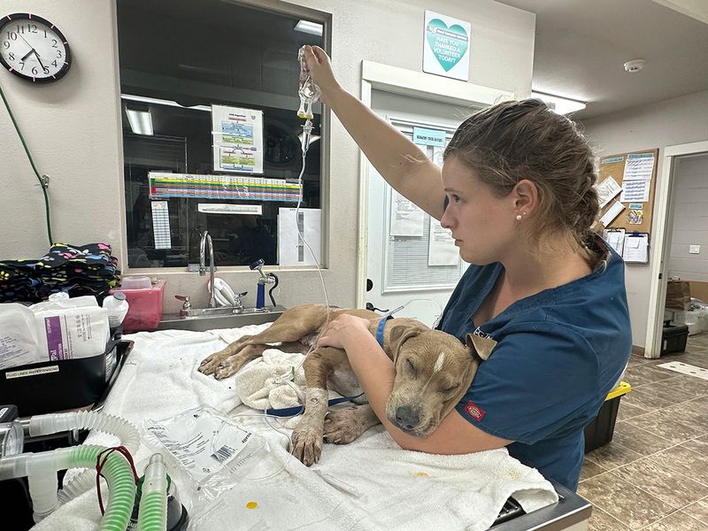 This photo provided by Maui Humane Society shows an injured dog is treated at Maui Humane Society in Lahaina, Hawaii.  